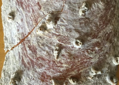 Frammanto di guscio di Pinna nobilis con gusci di organismi sessili (2)