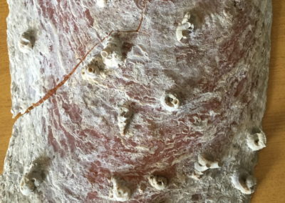 Frammanto di guscio di Pinna nobilis con gusci di organismi sessili