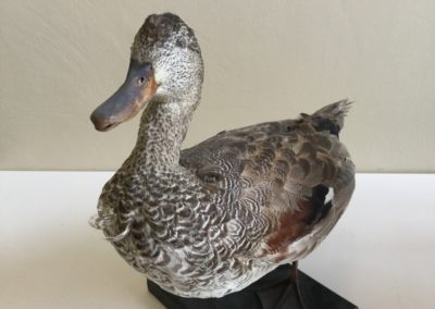 Germano (prob femmina G. reale) 2