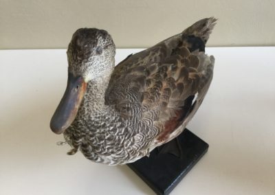 Germano (prob femmina G. reale) 3