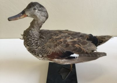 Germano (prob femmina G. reale) 4