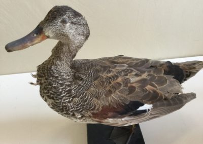 Germano (prob femmina G. reale) 6