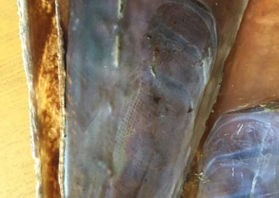 Guscio di mollusco bivalve (Pinna nobilis) (2)