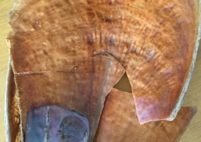Guscio di mollusco bivalve (Pinna nobilis)