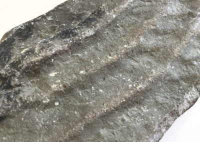 Impronte di ripple marks su argilla, facies di ambiente costiero (particolare) (Monti Pisani)