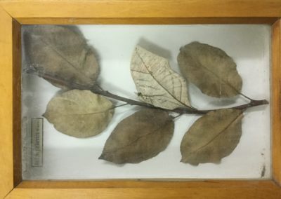 Mimetismo criptico (farfalla-foglia) (4)