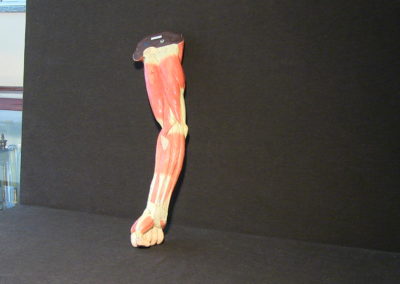 Modello del braccio, 3