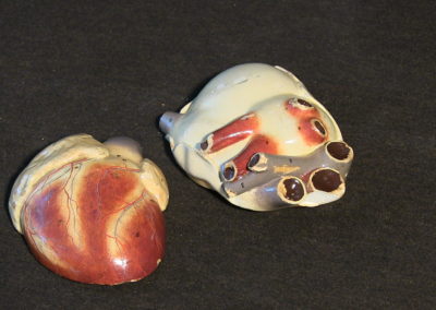 Modello del cuore, 2
