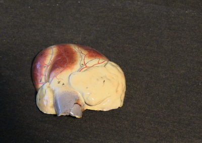 Modello del cuore, 3 (2)