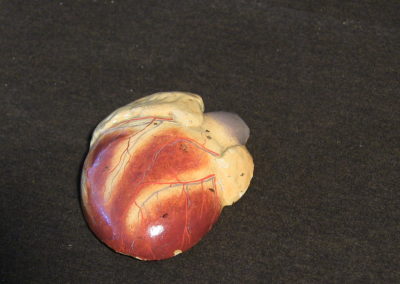 Modello del cuore, 3