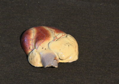 Modello del cuore, 4