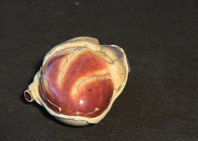 Modello del cuore