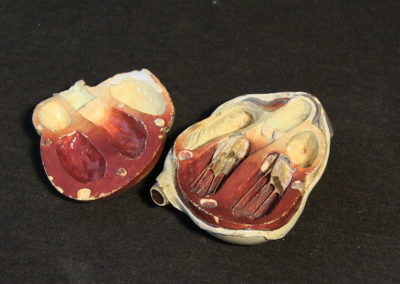 Modello del cuore, aperto.