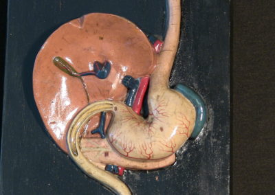 Modello dell'apparato digerente (particolare, disposizione di stomaco e fegato.