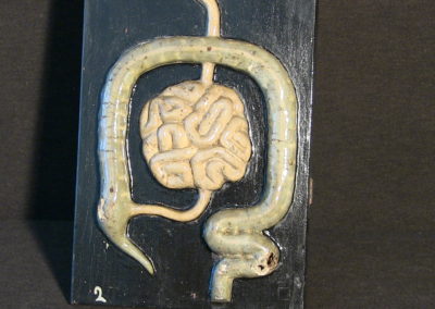 Modello dell'apparato digerente (particolare, intestino tenue e crasso.
