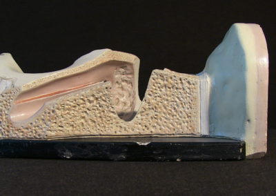 Modello dell'orecchio (sezione)