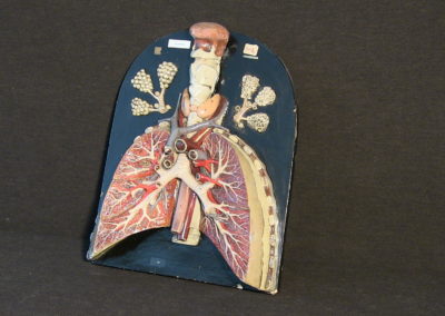 Modello di trachea e polmoni