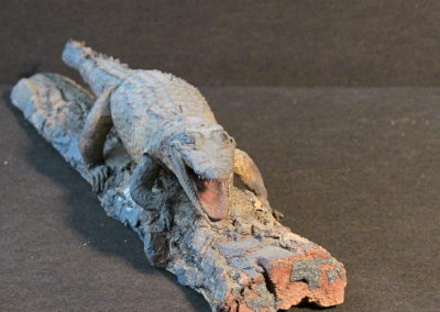 Piccolo coccodrillo tassidermizzato (4)