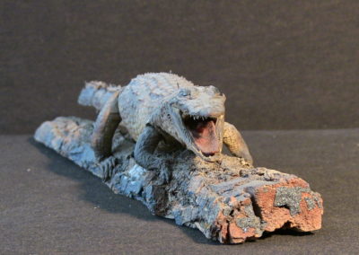 Piccolo coccodrillo tassidermizzato