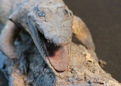 Piccolo coccodrillo tassidermizzato (particolare) (2)