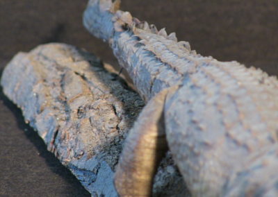 Piccolo coccodrillo tassidermizzato (particolare) (3)