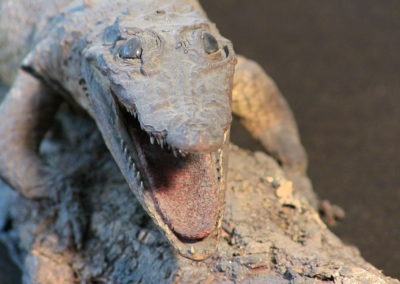 Piccolo coccodrillo tassidermizzato (particolare)