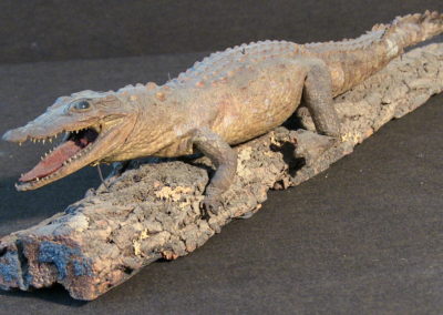 Piccolo coccodrillo tassidermizzato (particolare) (5)