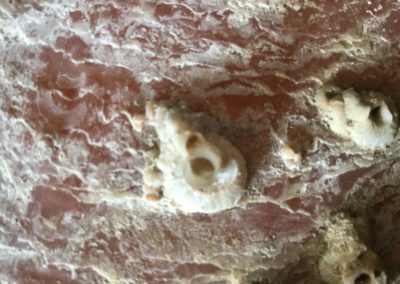 Pin 2na nobilis (frammento, con edifici di vermi marini)