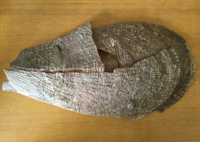 Pinna nobilis 5