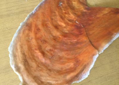 Pinna nobilis (frammento)