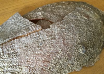 Pinna nobilis (frammento, particolare) 2