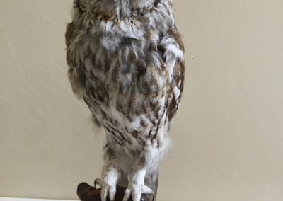 Rapace tassidermizzato (Allocco)