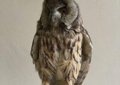 Rapace tassidermizzato