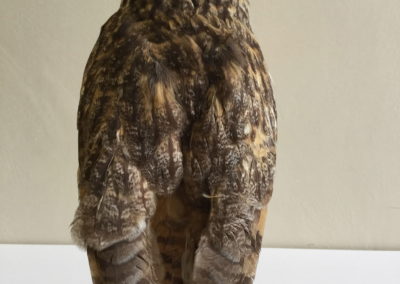 Rapace tassidermizzato (Gufo, immagine dorsale)