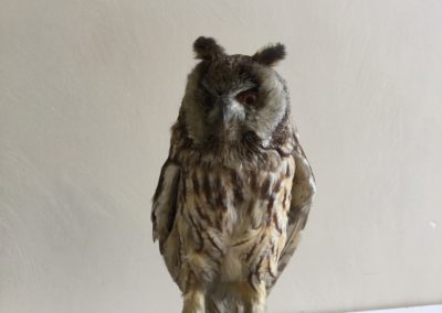 Rapace tassidermizzato (Gufo) (particolare) (2)