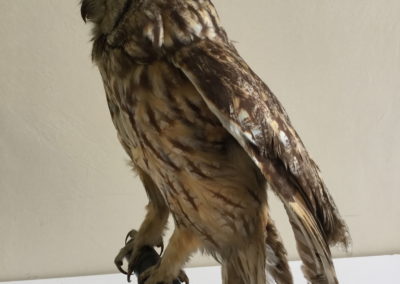Rapace tassidermizzato (Gufo) (particolare) (3)