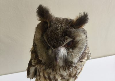 Rapace tassidermizzato (Gufo) (particolare)