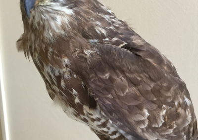 Rapace tassidermizzato (gheppio) (2)