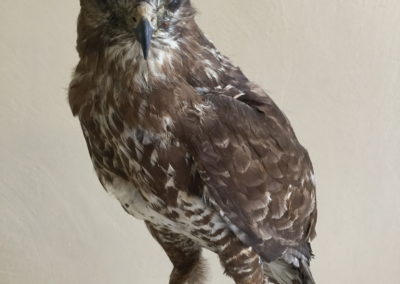 Rapace tassidermizzato (gheppio)