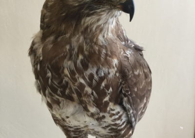 Rapace tassidermizzato (gheppio)(2)