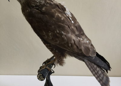 Rapace tassidermizzato (poiana)