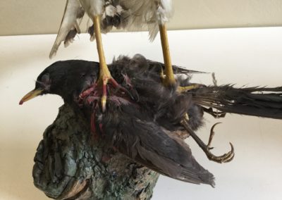 Rapace tassidermizzato (probabilmente Astore) (particolare)