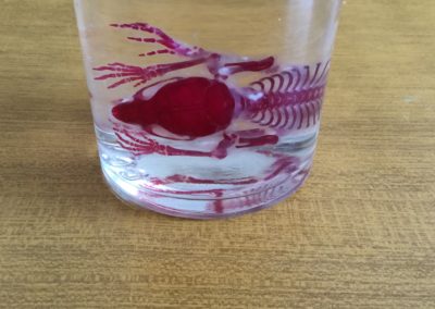 Scheletro di giovane mammifero