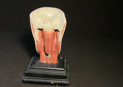 Sezione del modello della faccia, 2