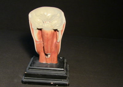 Sezione del modello della faccia