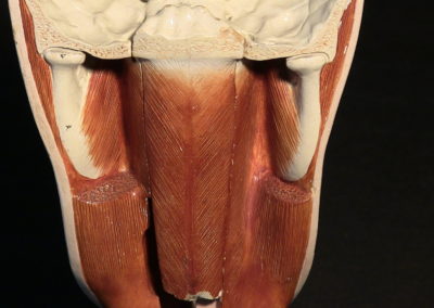 Sezione del modello della faccia (particolare), 2