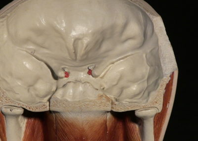 Sezione del modello della faccia (particolare)