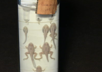 Sviluppo e metamorfosi della rana, 2