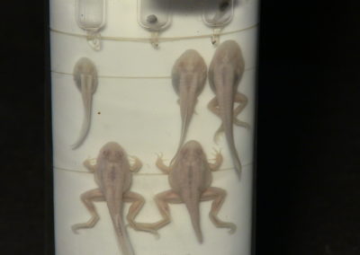 Sviluppo e metamorfosi della rana, 3