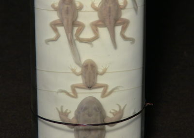 Sviluppo e metamorfosi della rana, 4